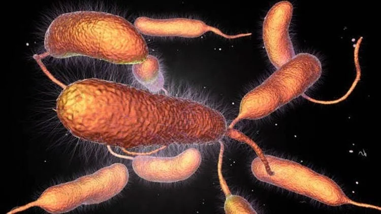 Vibrio Cholerae O1 Antigen Rapid Test Kit