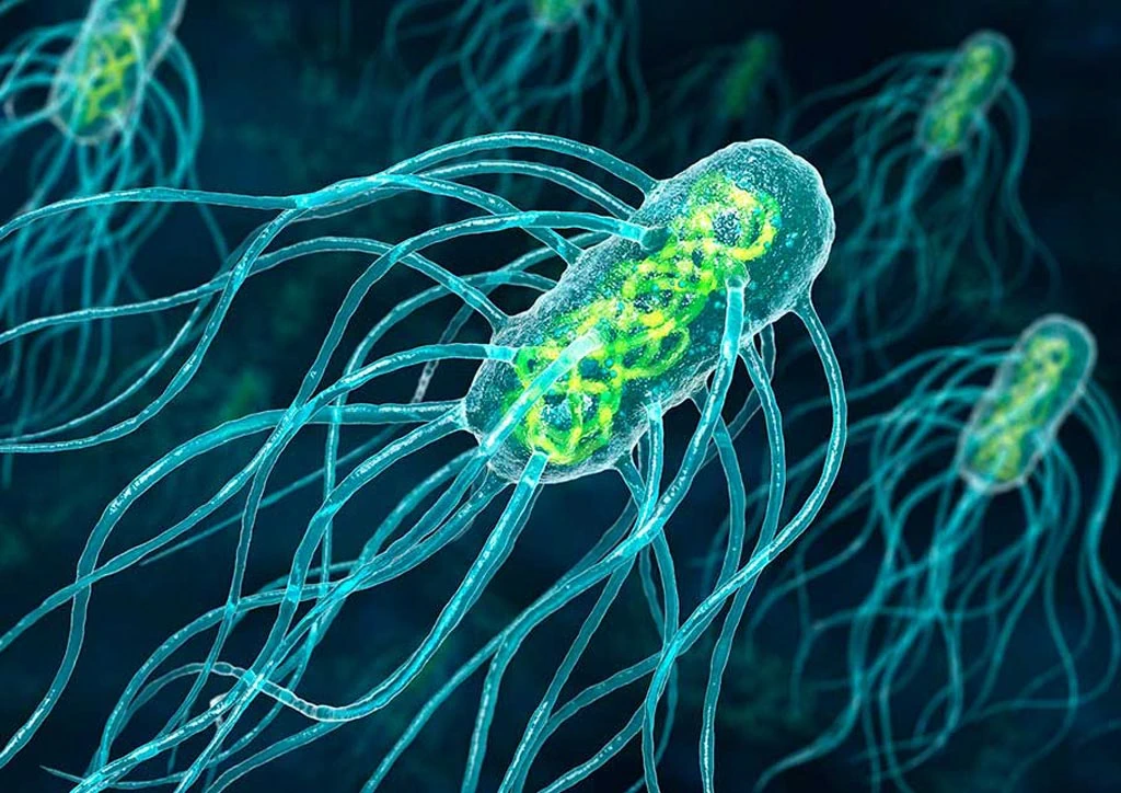 Salmonella Typhi Antigen Rapid test kit